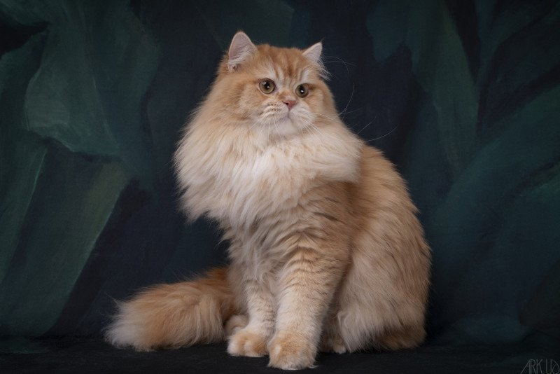 HILLSBURRY'S TIGGER Mâle British Longhair