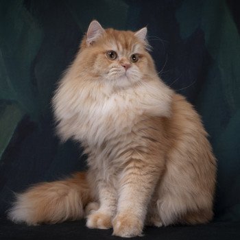 HILLSBURRY'S TIGGER Mâle British Longhair
