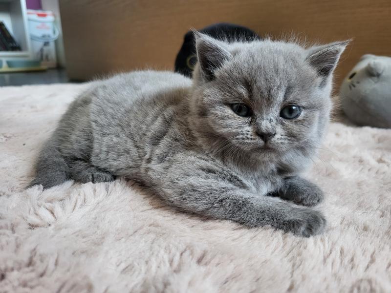 Bergamote Femelle British Shorthair