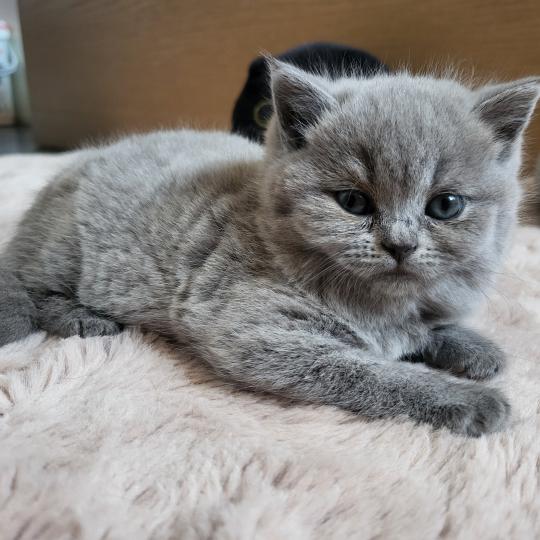 Bergamote Femelle British Shorthair