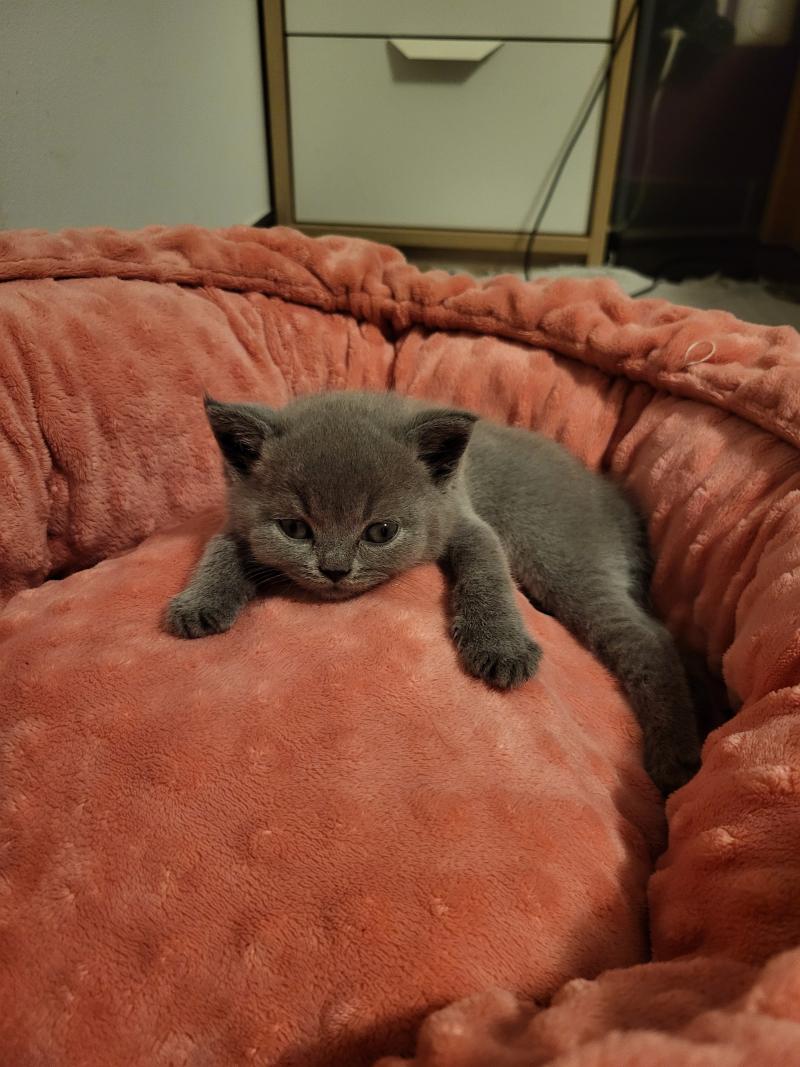 Bretzel Mâle British Shorthair