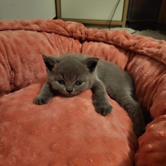 Bretzel Mâle British Shorthair