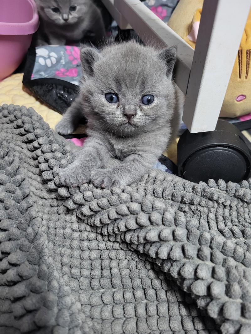 Bubble Tea Mâle British Shorthair