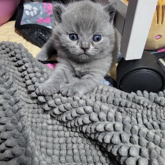 Bubble Tea Mâle British Shorthair
