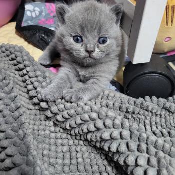 chaton British Shorthair Bubble Tea Chatterie des Cute Cats Balls