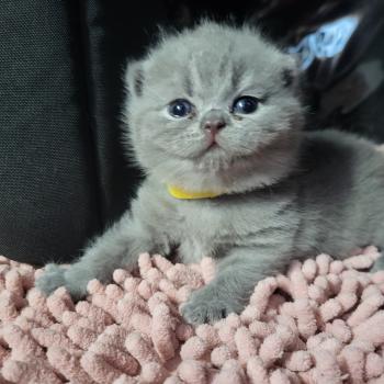 chaton British Shorthair blue Burrito Chatterie des Cute Cats Balls