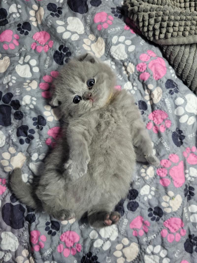 Burrito Mâle British Shorthair