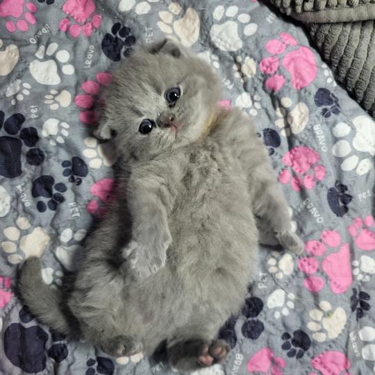 Burrito Mâle British Shorthair