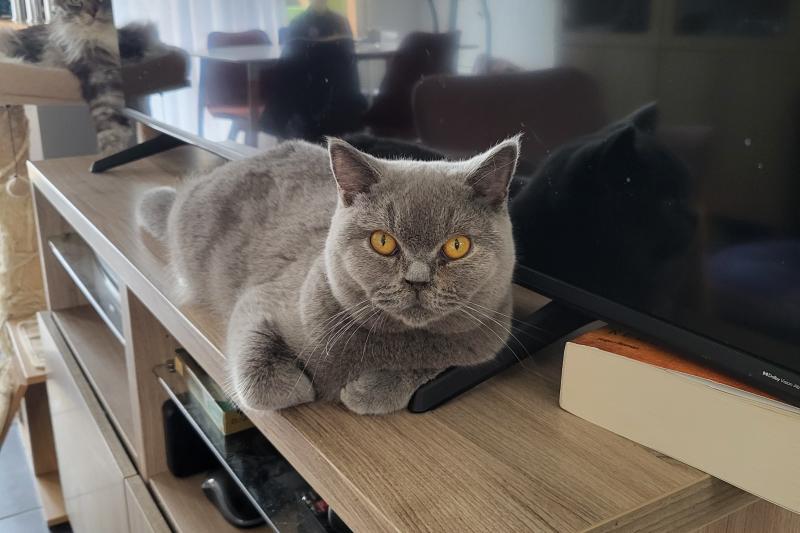 Apple Pie Femelle British Shorthair