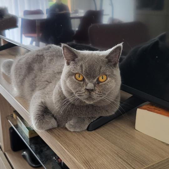 Apple Pie Femelle British Shorthair