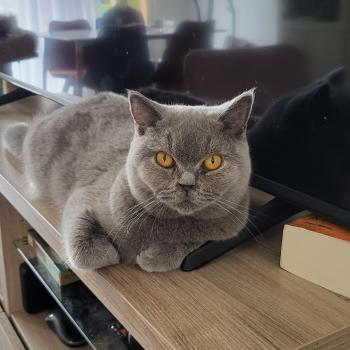 chat British Shorthair CATLINES Chatterie des Cute Cats Balls