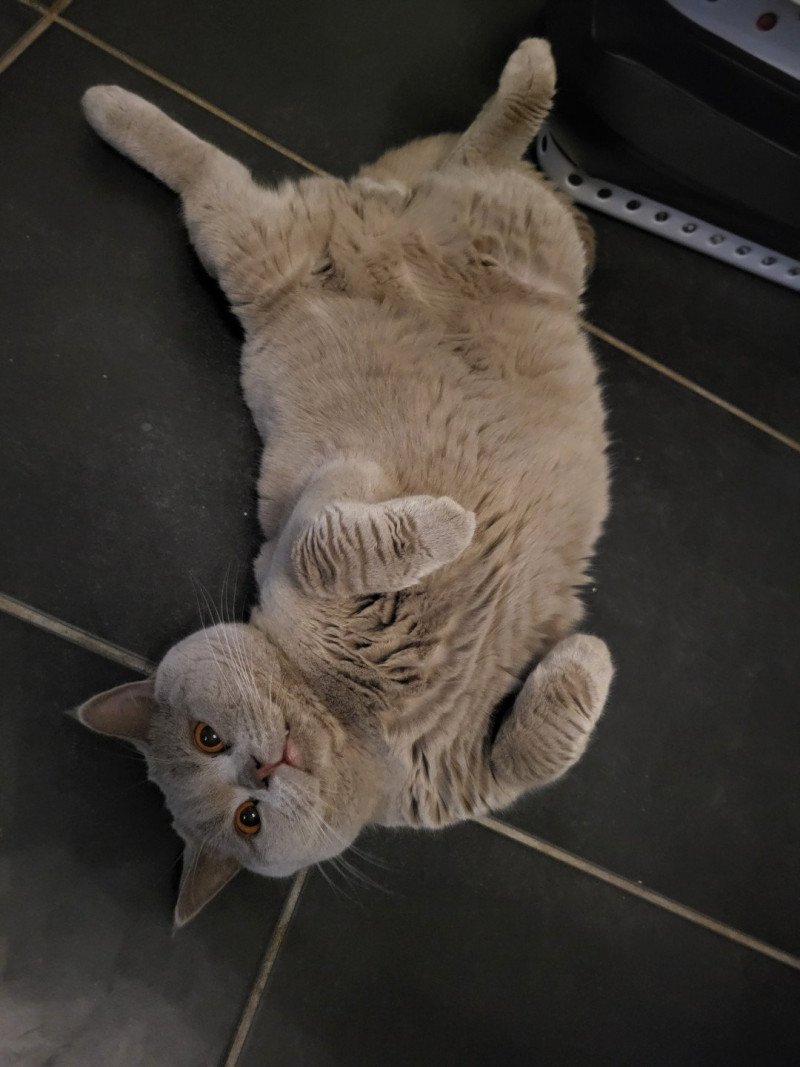 Ti'Punch Mâle British Shorthair Ti'Punch Mâle British Shorthair