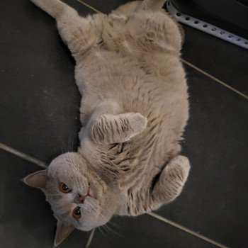 chat British Shorthair lilac Ti'Punch Chatterie des Cute Cats Balls chat British Shorthair lilac Ti'Punch Chatterie des Cute Cats Balls