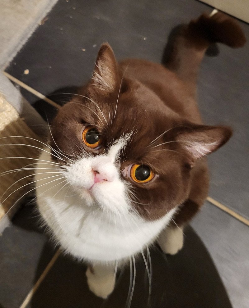 Tiramisu Femelle British Shorthair Tiramisu Femelle British Shorthair