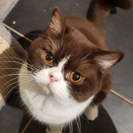 Tiramisu Femelle British Shorthair
