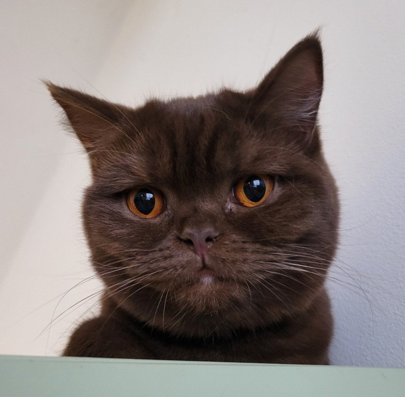 Witchy Femelle British Shorthair Witchy Femelle British Shorthair