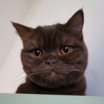 chat British Shorthair chocolate Witchy Chatterie des Cute Cats Balls chat British Shorthair chocolate Witchy Chatterie des Cute Cats Balls