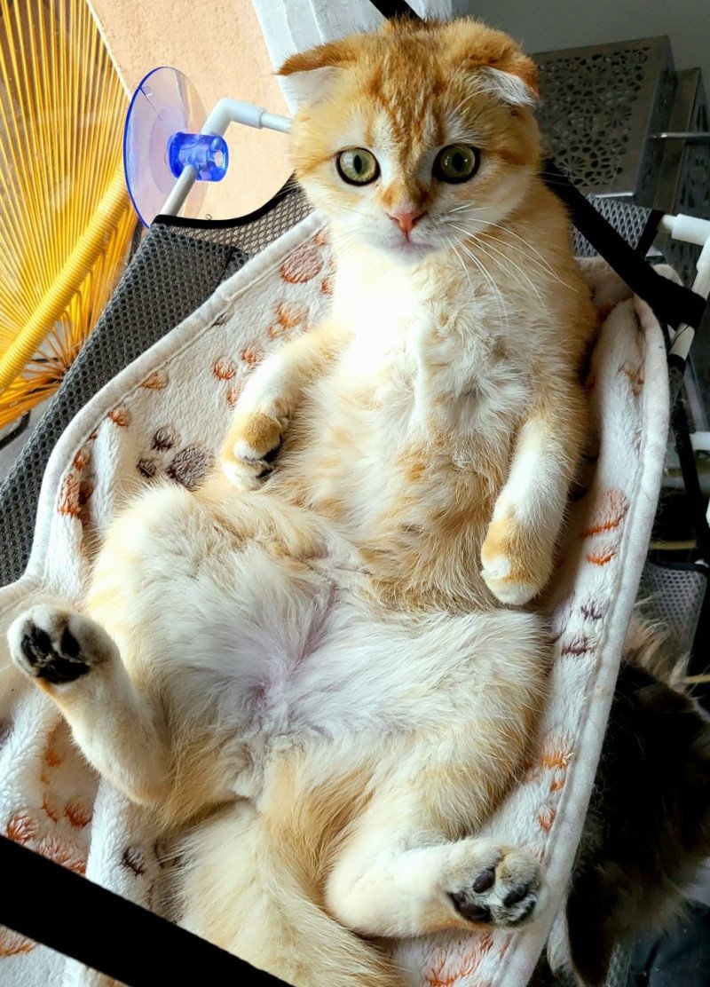 Triskel Femelle Scottish Fold Triskel Femelle Scottish Fold