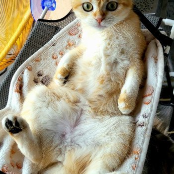 chat Scottish Fold black golden shell Triskel Chatterie des Cute Cats Balls chat Scottish Fold black golden shell Triskel Chatterie des Cute Cats Balls