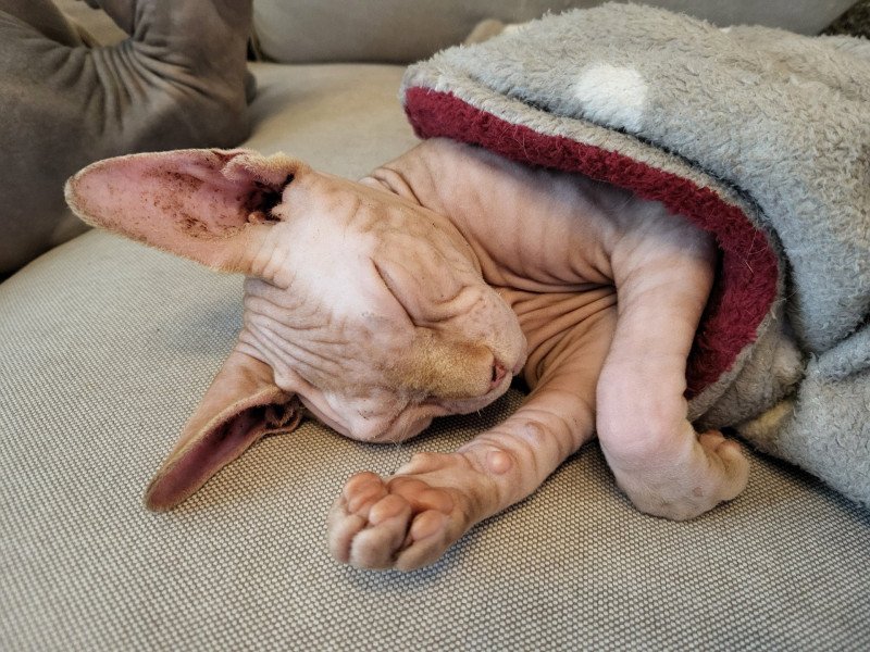 Zeus Mâle Sphynx