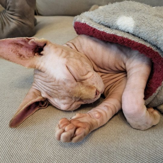 Zeus Mâle Sphynx